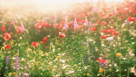 real-field-and-flowers-at-sunset